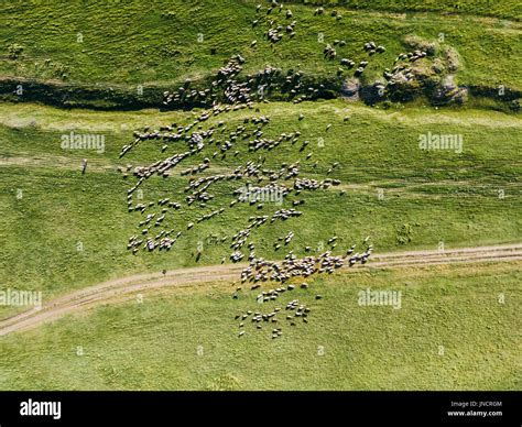 Aerial View Herd Sheep High Resolution Stock Photography And Images Alamy