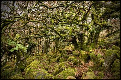 Wistman S Wood Dartmoor 6th November Forest Scenery Dartmoor