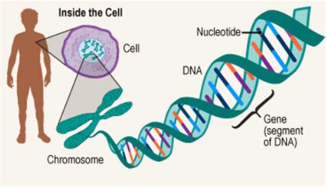 DNA Structure, Function, Types, and Its Discovery