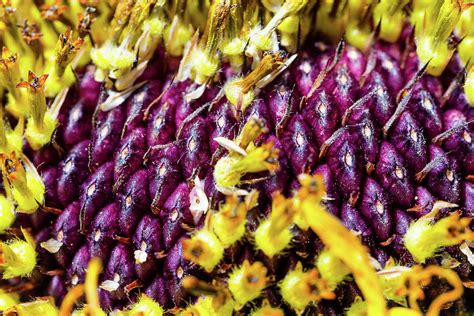 Purple Sunflower Seeds Photograph by SR Green - Fine Art America