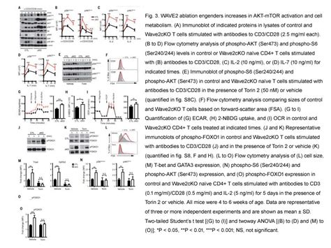 Apexbio Torin Mtor Inhibitor Highly Potent And Selective Cas