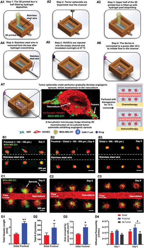 A Schematic Representation Of A D Perfusable Tumor Model Fabricated