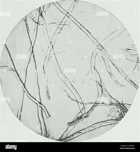 Paper Under Microscope Hi Res Stock Photography And Images Alamy