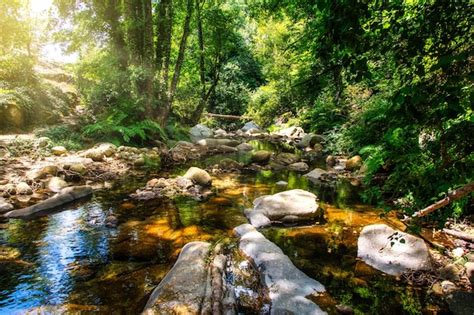 Premium Photo River Deep In Mountain Forest Nature