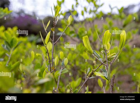 Cultivation Of Coca Plants In The Bolivian Andes Traveling And