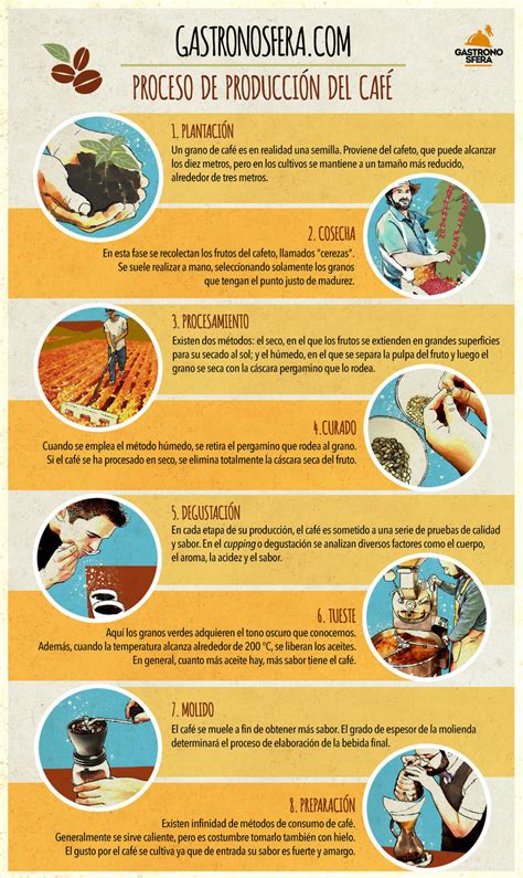 El proceso de producción del café en 8 pasos Gastronosfera