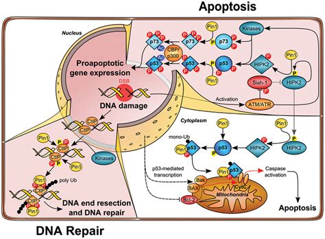 Frontiers ShaPINg Cell Fate Upon DNA Damage Role Of Pin1 Isomerase