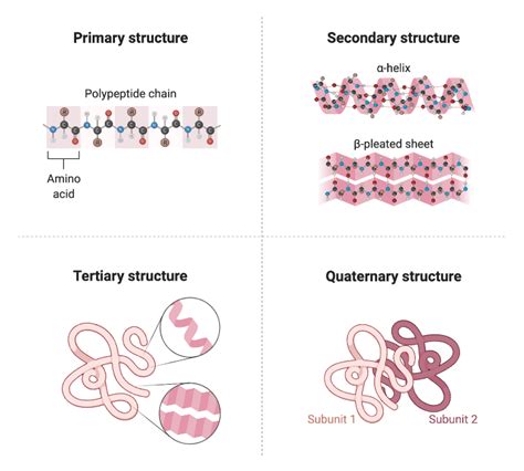 Protein Structure Biorender Science Templates