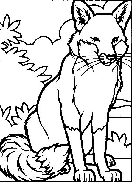 Wildlife Colouring Pages