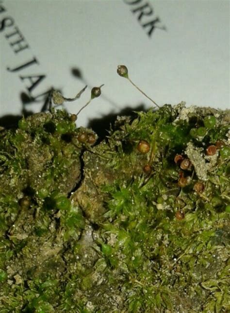 Фискомитриум (Physcomitrium) - PictureThis