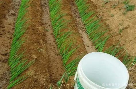 葱苗的种植方法和时间（大葱育苗方法和时间）「记得收藏」 综合百科 绿润百科