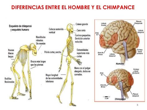 Diferencias Entre El Hombre Y El Chimpancé V 8