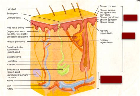 Integumentary System Diagram Quizlet