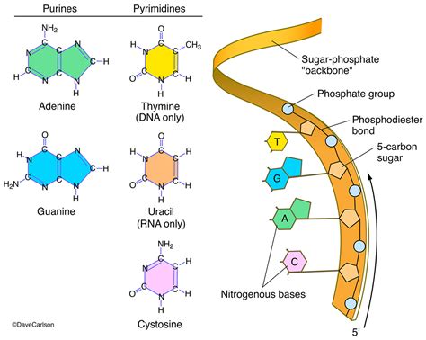 Nucleic Acid Structural Diagram Nucleic Acids