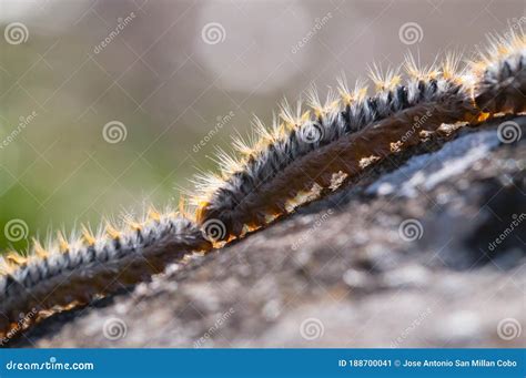 Processional Caterpillars Stock Photos Free And Royalty Free Stock