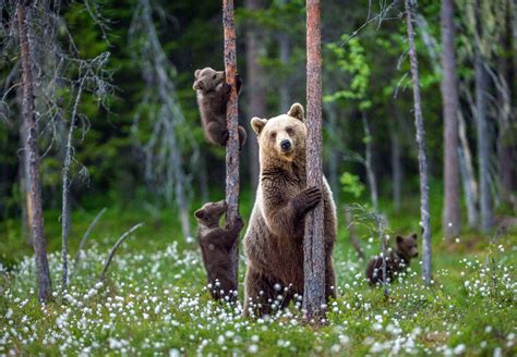 The Tatra Bears — Wildlife Woods