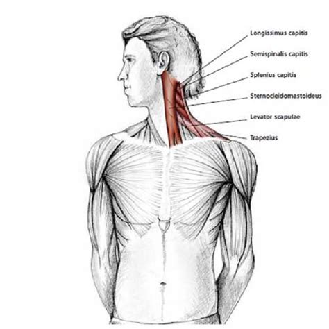 Stiff Neck? Too Much Office? Let's See How To Release Tension In Your Neck