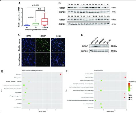 Cirbp Protein Is Upregulated In Of Bca Tissues And Bca Cell