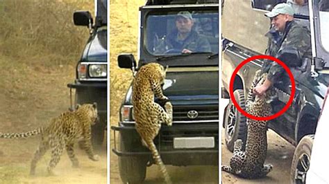 10 Encontros De Leopardo Mais Assustadores Capturados Por Câmeras