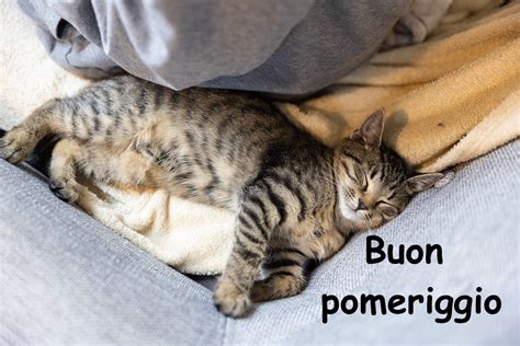 Buon pomeriggio con gatti: immagini con gattini e cagnolini