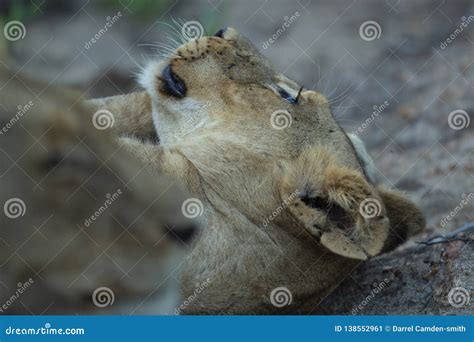 Sleeping lion cub stock image. Image of portraits, teeth - 138552961