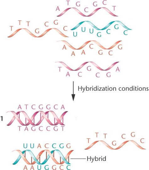 Molecularhybridization2html 1021 Molecularhybridization2