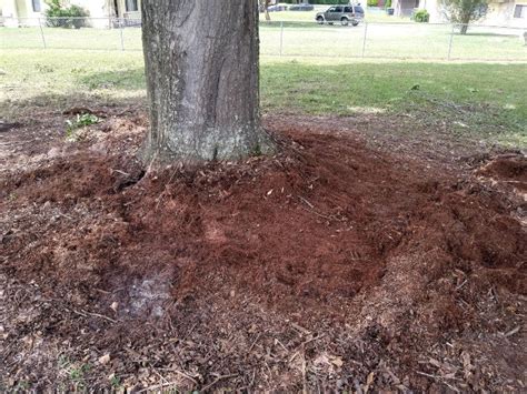 Benefits of Mulching Your Trees - Anglin Brothers Tree Service