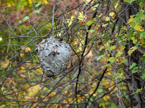 Aerial Yellowjackets From Takoma Park MD USA On November 11 2023 At