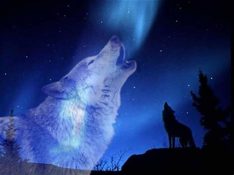 Wolf Howling At The Moon Wolves Howling Hd Wallpaper Pxfuel