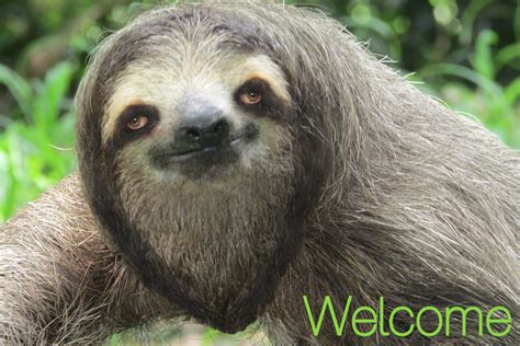 Welcome Sloth By Sagejellyfish On Deviantart