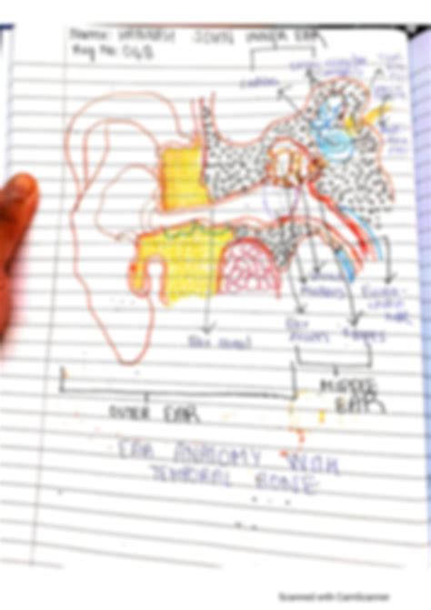 Solution Anatomy Of Inner Ear Studypool