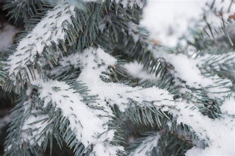 Snow Covered Coniferous Branches Christmas Tree Under Snow Cold