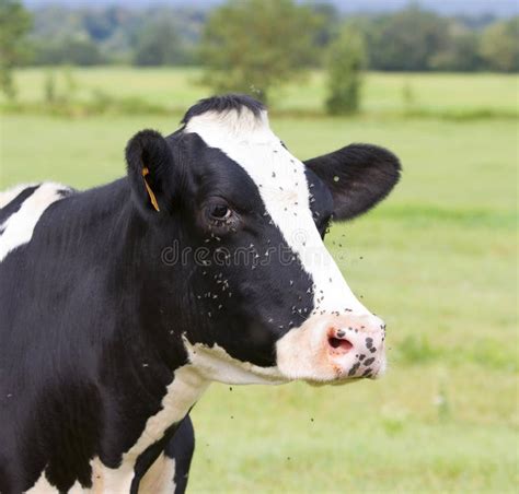 Friesian cow stock image. Image of milk, friesian, milking - 29944729