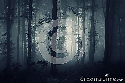 Deep Dark Woods With Creepy Fog Stock Photography - Image: 37853412