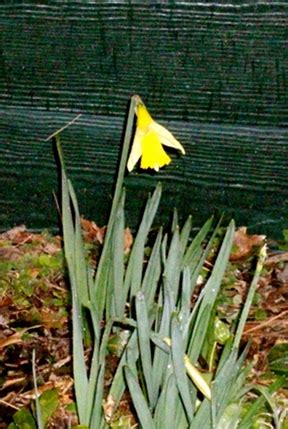 A Single Lonesome Daffodil | A Friendly Letter