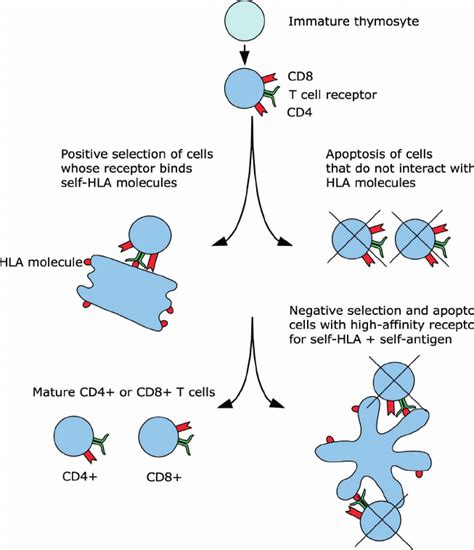 Positive And Negative Selection Of T Cells The Processes Of Thymic