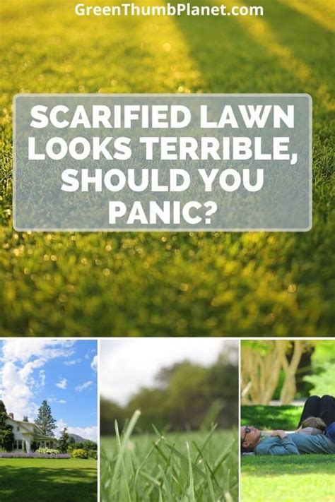 Scarified Lawn Looks Terrible Should You Panic Artofit