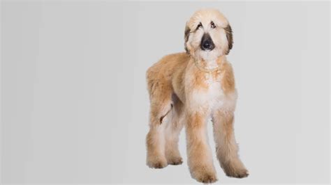 Afghan Sheepdog Dog Breed: Everything You Need to Know