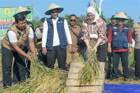 80 Ribu Ton Gabah Dihasilkan Pemkab Purwakarta Di Puncak Musim Panen