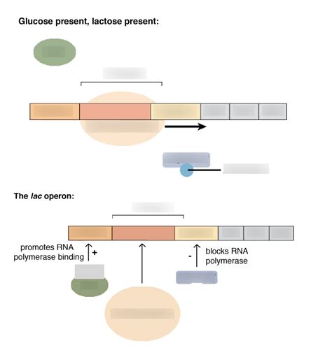 Lac Operon Diagram