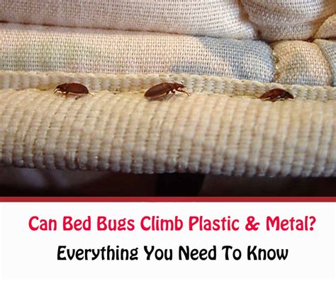 Do Bed Bugs Climb Plastic Hanaposy