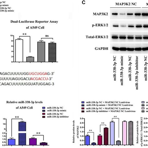 Functional Verification Of MiR 338 3p MAP3K2 Axis In NCI H1299 And A549