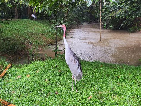 Wildlife Kbal Spean Trekking And Banteay Srei Tour