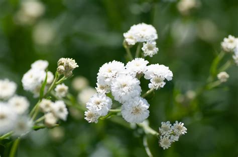 11 Ornate Gypsophila 'Baby’s Breath' Varieties | Horticulture