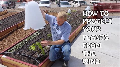 How To Protect Your Plants From The Wind Youtube