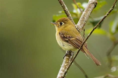 Birds In Alaska 26 Species You Should Be Looking For