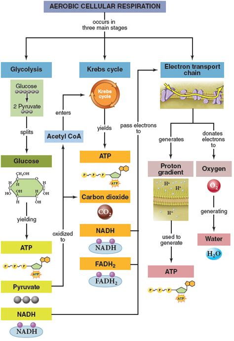 ⛔ Glycolysis Krebs Cycle And Electron Transport Chain Glycolysis And