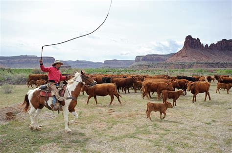 Cattle Roundup On A Ranch Next Photograph By Ted Wood Fine Art America