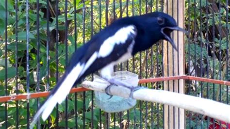 Burung Kacer Gacor Ngeplong Sangat Cocok Buat Pancingan Kacer Macet