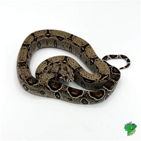 Peruvian Red Tail Boa - cb baby - Strictly Reptiles Inc.